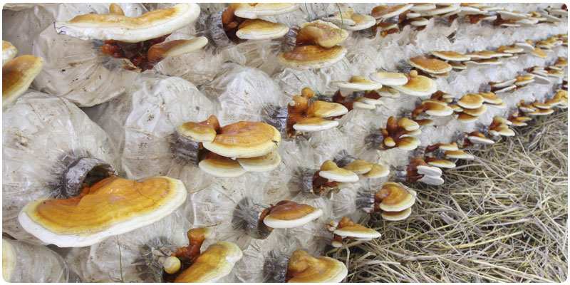 CAREL solution for Cultivation of mushrooms